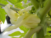 Female Papaya Flower